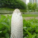 흥진초등학교 이미지