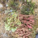 철마농장 이미지