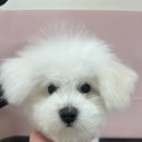 헬로퍼피1 이미지