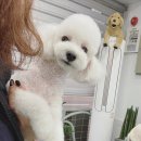 겨우리애견 네이버블로그