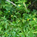 개구리미나리Ranunculus tachiroei Franch. &amp; Sav. 이미지