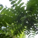 가랜나무의 효능과 작용◈─―☞☞ 이미지