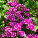 두메유기농원 이미지