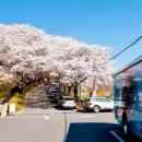 진주시립연암도서관 | 진주시립연암도서관 - 봄, 벚꽃 절정 (4월 2일 상황)