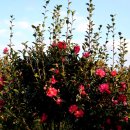 조천농장 이미지