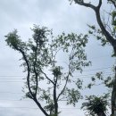 팽나무 농장 이미지