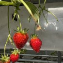 다온팜 | 논산 딸기체험 가격 딸기축제 아침애딸기농장