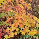 대관령 느린마을 | ■ 대관령자연휴양림 &amp; 경포해변, 오죽헌 여행후기