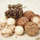 가을에 더욱 건강한 제철 버섯의 종류와 효능 이미지