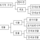 4-1. 생물의 유기적 구성 탐구2. 식물 세포와 동물 세포의 관찰(2/9) 이미지