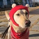 오늘은 비가 와도 좋을 것 같아, 극동아시아타이거즈