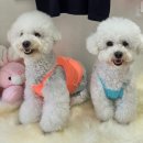 티오펫
