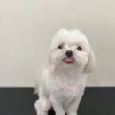 한일애견미용실 이미지