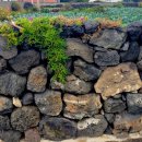 제주로와 이미지