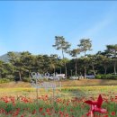 괴산-5 | [괴산 빨간맛 페스티벌 솔직 후기]양귀비 꽃길과 먹거리존의 현실적인 아쉬움