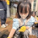 [식목행사] 감자 파종 심기🥔 이미지