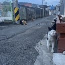 CU진해마천해오름점 | CU진해루휴게소점 아기냥이 형제&amp;CU마천해오름점 호두&amp; CU진해웅천점 주차장냥이🤍