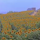 024풍경-해바라기 이미지