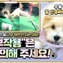 시흥탑동물의료센터 이미지