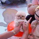 부산강아지분양 테디럽 명지본점 이미지