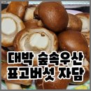 대박 숲속우산 표고농원 자담 찐후기