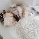 화이트카사 이미지