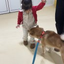 헬로우버디 그루밍센터 판교밸리점 | 강아지 사회화 : 어린 아기와 친해져보아요! - 판교애견유치원 헬로우버디판교밸리점