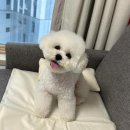 뭉구르밍 | 이천 애견미용 : 뭉구르밍 미니비숑미용 가위컷 스포팅 배냇미용