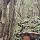 제주궁전 | 제주도 3박 4일(3) | 산양큰엉곶 인생샷 + 오설록 카페 | 제주 가성비 풀빌라 숙소 후기