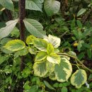 손수건나무 레이디 선샤인 품종의 실제 잎색 이미지