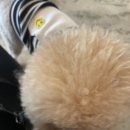 코지누크 이미지