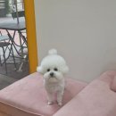 마이뷰티독 이미지