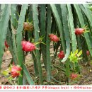 용의농장 이미지