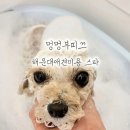 멍멍부띠끄 | 해운대애견미용 멍멍부띠끄 토이푸들 스포팅 후기