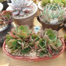 양진농장 이미지