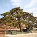 울진소나무 Daum카페