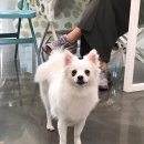 알콩달콩 펫살롱 이미지