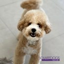 스퀘어독스 위례 이미지