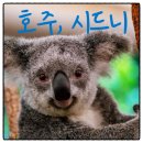홈플러스(주) 익스프레스 푸른마을점 | 호주 시드니 4박6일 노옵션 패키지 꽉찬일정 여름방학,휴가 가족여행 추천일정