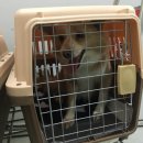 루비켄넬 이미지