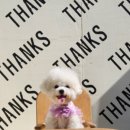 댕스라이프 이미지