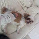 애견멀티샵 | 금천동·영운동·용정동 반려동물 동반 가능 뷰티 멀티샵 / 청주 속눈썹 / 채뷰티 솔직 후기