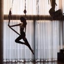 플라잉펫 이미지