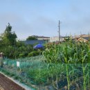 섬강농장 이미지