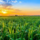 상상농장 이미지