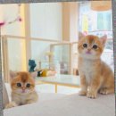 더 브리티쉬 | 일산고양이분양 브리티쉬먼치킨 선택