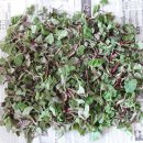 순농장 | 서기네농장 자연산 야생 노지 머위순 쌉싸름하니 봄철 입맛돋기