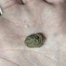 무실7길 | UDR유디알 인섹트츄 레오파드게코 펫테일게코 도마뱀 전용사료제품 사용후기 ! 대박이에요