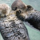 연희김밥 이미지