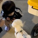 쌍쌍바 다 주는 뽀이.